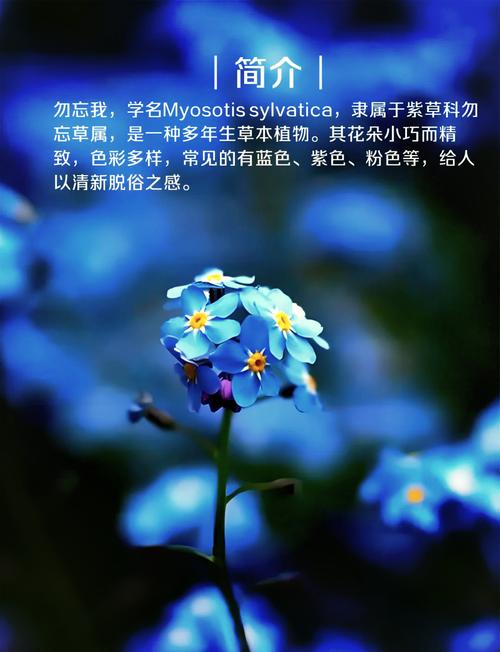 勿忘我有什么作用？勿忘我有什么作用与功效？-第6张图片-优品飞百科