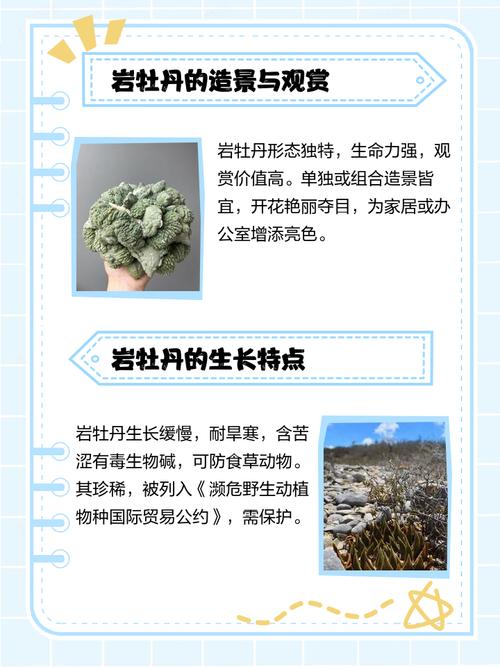 岩牡丹的花语和传说？岩牡丹哪个品种最稀有？-第2张图片-优品飞百科