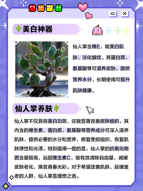 岩牡丹的花语和传说？岩牡丹哪个品种最稀有？-第3张图片-优品飞百科