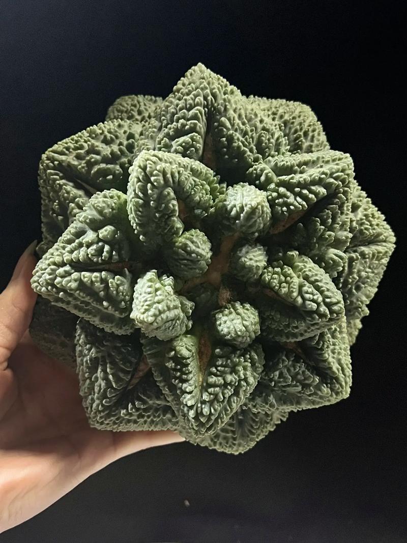 岩牡丹的花语和传说？岩牡丹哪个品种最稀有？-第4张图片-优品飞百科