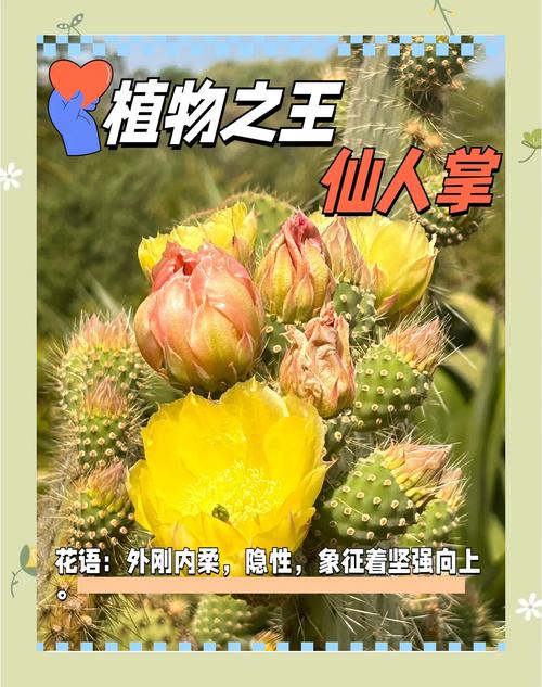 岩牡丹的花语和传说？岩牡丹哪个品种最稀有？-第5张图片-优品飞百科