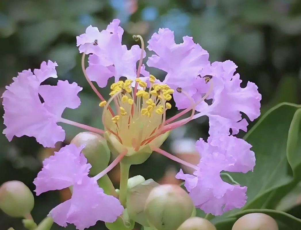榆林适合养什么花，市花和市树是什么？榆林适合养什么花,市花和市树是什么花？-第1张图片-优品飞百科