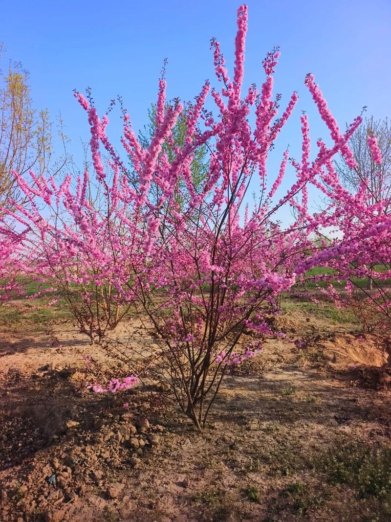 榆林适合养什么花，市花和市树是什么？榆林适合养什么花,市花和市树是什么花？-第3张图片-优品飞百科