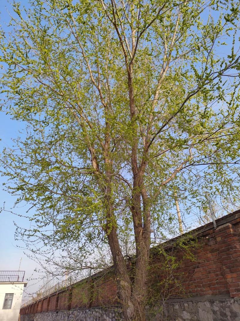 榆林适合养什么花，市花和市树是什么？榆林适合养什么花,市花和市树是什么花？-第4张图片-优品飞百科