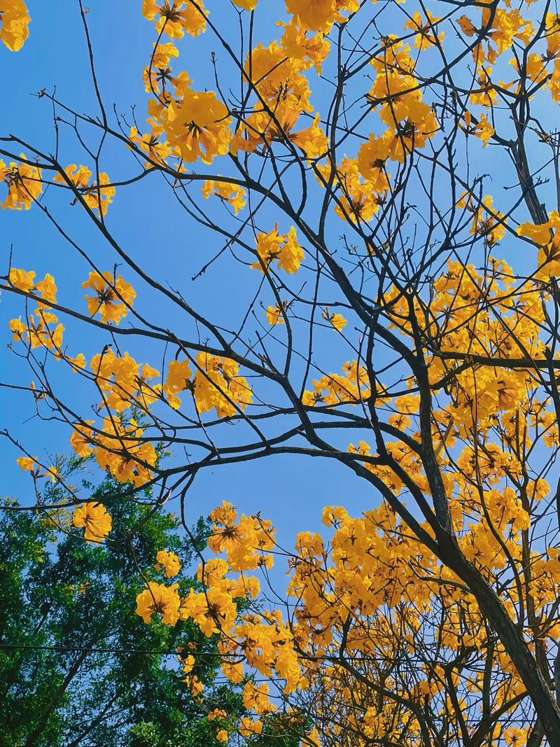 榆林适合养什么花，市花和市树是什么？榆林适合养什么花,市花和市树是什么花？-第5张图片-优品飞百科