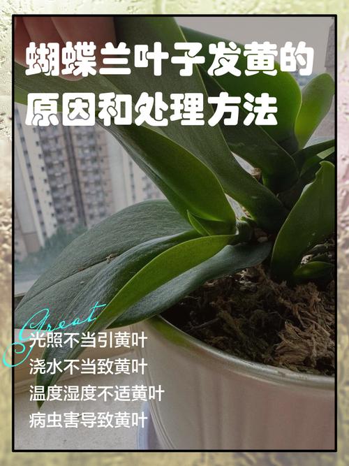 蝴蝶兰有什么作用功效，蝴蝶兰有没有香味？蝴蝶兰有哪些作用？-第1张图片-优品飞百科