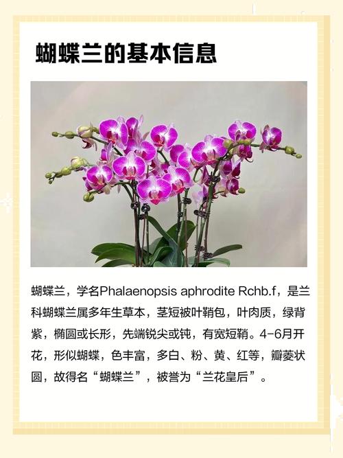 蝴蝶兰有什么作用功效，蝴蝶兰有没有香味？蝴蝶兰有哪些作用？-第4张图片-优品飞百科