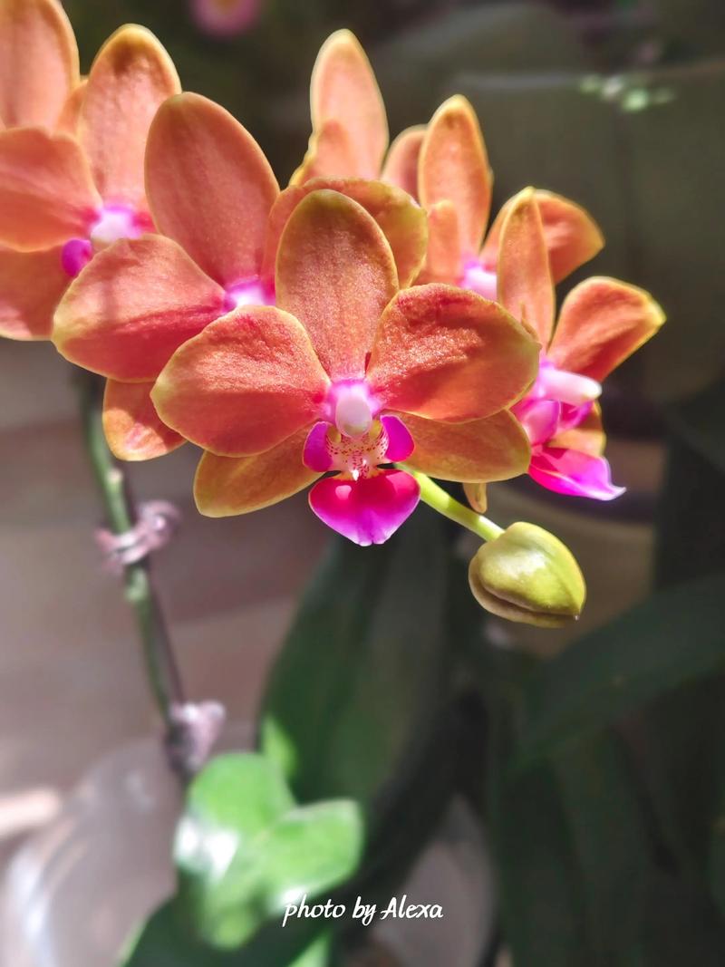 蝴蝶兰有什么作用功效，蝴蝶兰有没有香味？蝴蝶兰有哪些作用？-第5张图片-优品飞百科