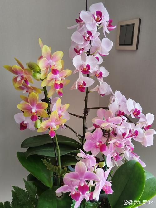 蝴蝶兰有什么作用功效，蝴蝶兰有没有香味？蝴蝶兰有哪些作用？-第6张图片-优品飞百科