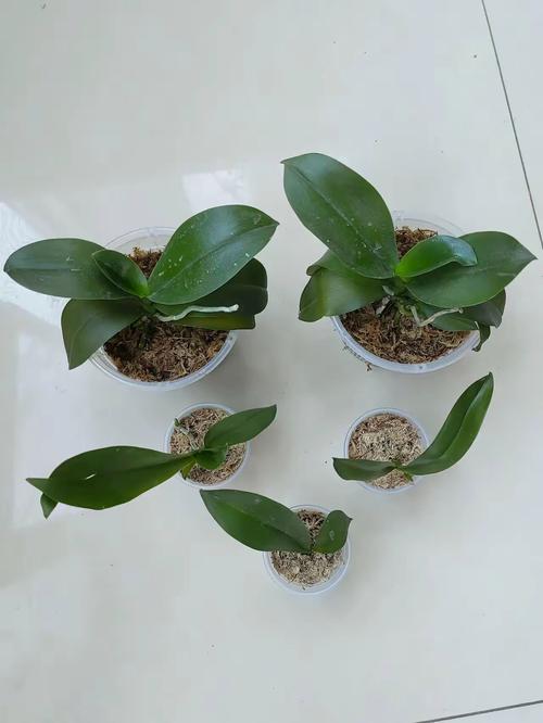 蝴蝶兰有什么作用功效，蝴蝶兰有没有香味？蝴蝶兰有哪些作用？-第7张图片-优品飞百科