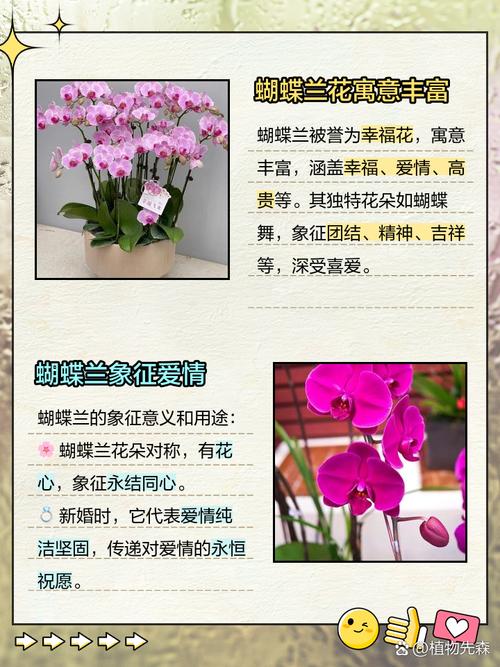 蝴蝶兰有什么作用功效，蝴蝶兰有没有香味？蝴蝶兰有哪些作用？-第8张图片-优品飞百科