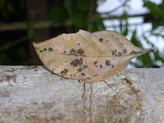 枯叶蝶对于女孩的寓意，枯叶蛱蝶寓意-第2张图片-优品飞百科