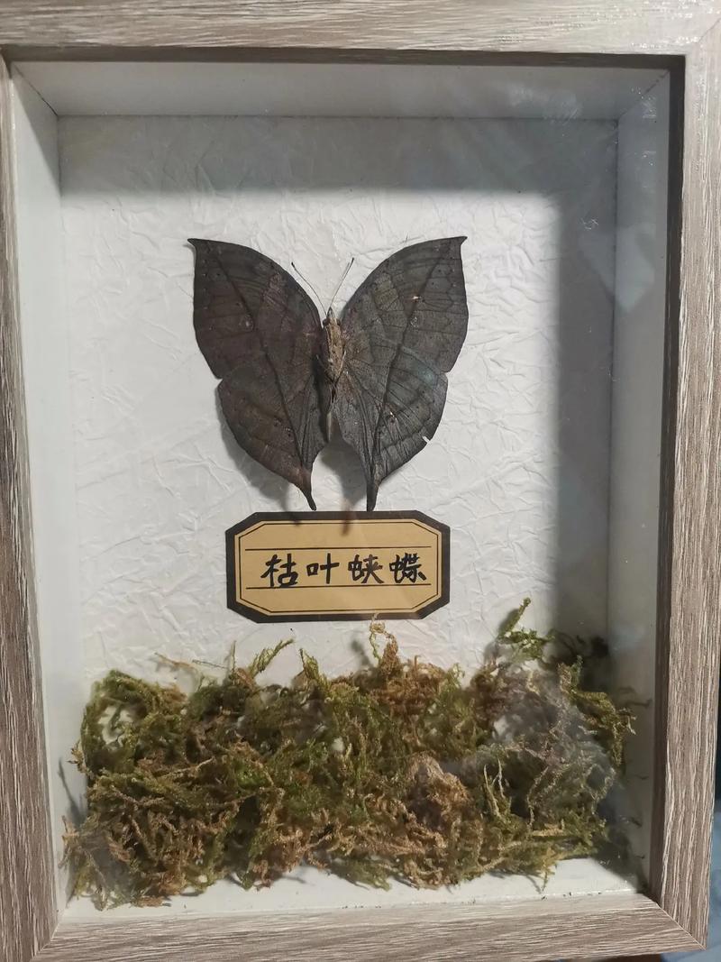 枯叶蝶对于女孩的寓意，枯叶蛱蝶寓意-第3张图片-优品飞百科