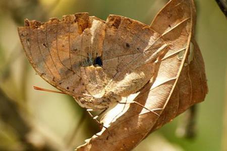 枯叶蝶对于女孩的寓意，枯叶蛱蝶寓意-第4张图片-优品飞百科
