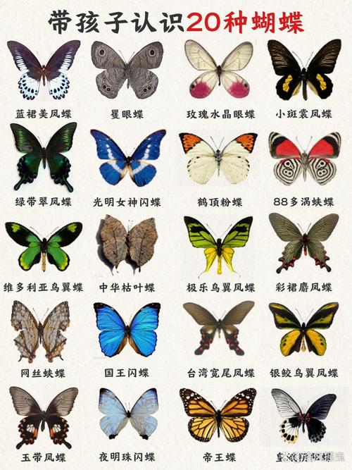 枯叶蝶对于女孩的寓意，枯叶蛱蝶寓意-第6张图片-优品飞百科