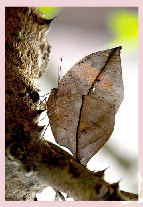 枯叶蝶对于女孩的寓意，枯叶蛱蝶寓意-第8张图片-优品飞百科