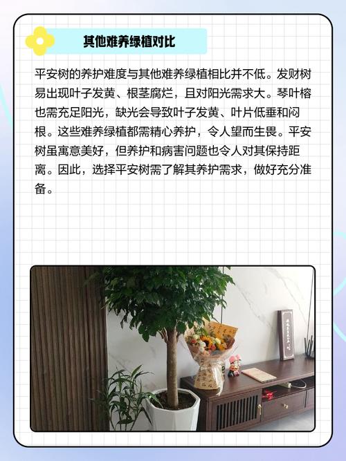 平安树能放在卧室吗？平安树放卧室对身体有害吗？-第2张图片-优品飞百科