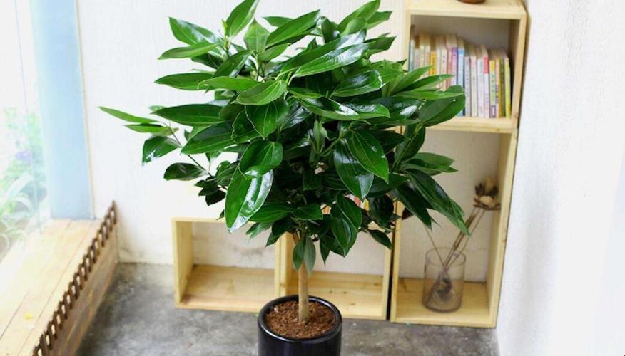 平安树能放在卧室吗？平安树放卧室对身体有害吗？-第3张图片-优品飞百科