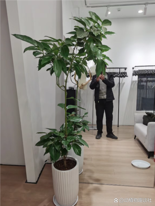 平安树能放在卧室吗？平安树放卧室对身体有害吗？-第4张图片-优品飞百科