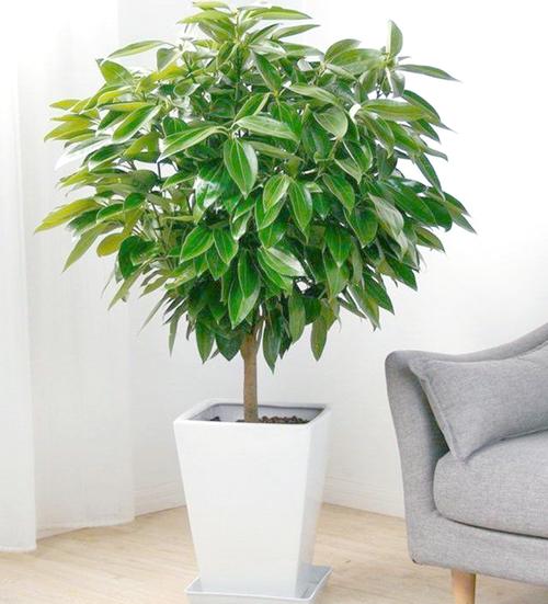 平安树能放在卧室吗？平安树放卧室对身体有害吗？-第5张图片-优品飞百科