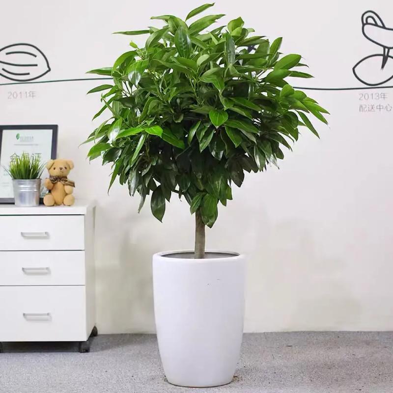 平安树能放在卧室吗？平安树放卧室对身体有害吗？-第6张图片-优品飞百科