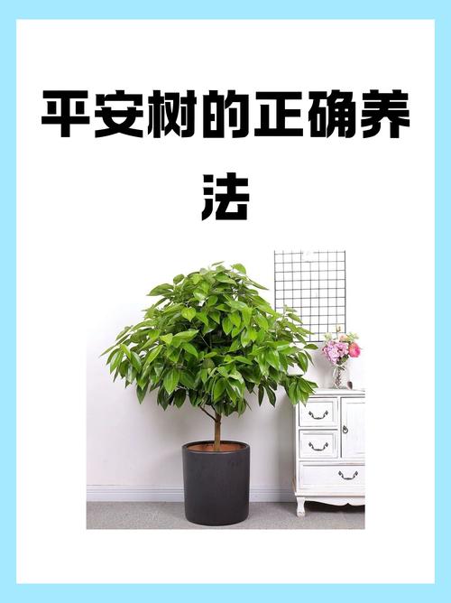平安树能放在卧室吗？平安树放卧室对身体有害吗？-第7张图片-优品飞百科