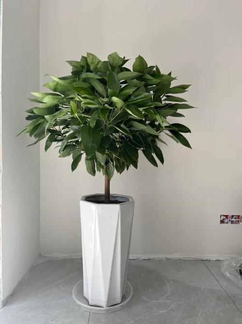 平安树能放在卧室吗？平安树放卧室对身体有害吗？-第8张图片-优品飞百科