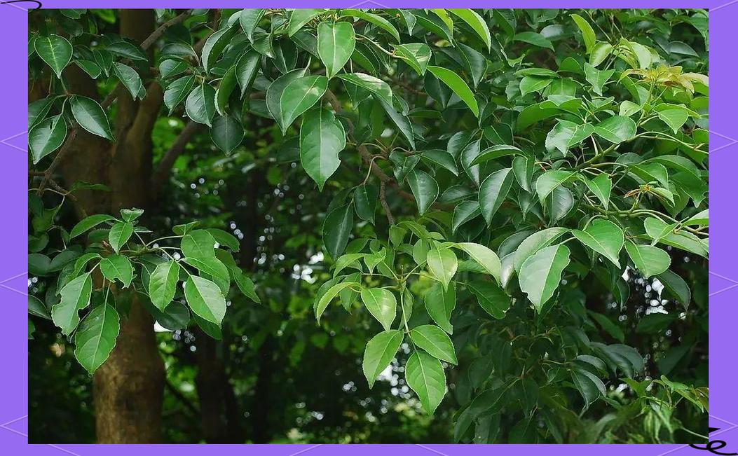 九江适合养什么花，市花和市树是什么，九江适合种的花？-第1张图片-优品飞百科