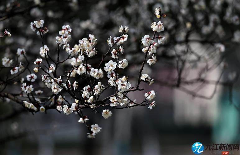 九江适合养什么花，市花和市树是什么，九江适合种的花？-第2张图片-优品飞百科