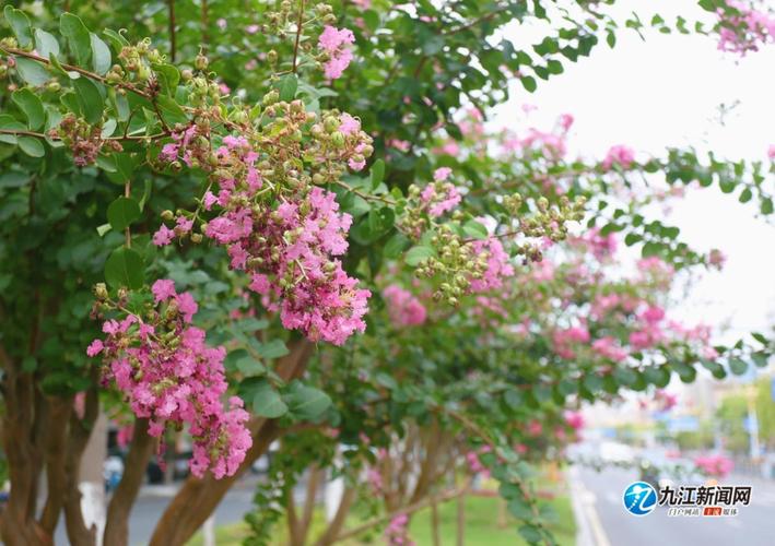 九江适合养什么花，市花和市树是什么，九江适合种的花？-第3张图片-优品飞百科