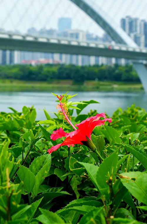 九江适合养什么花，市花和市树是什么，九江适合种的花？-第4张图片-优品飞百科