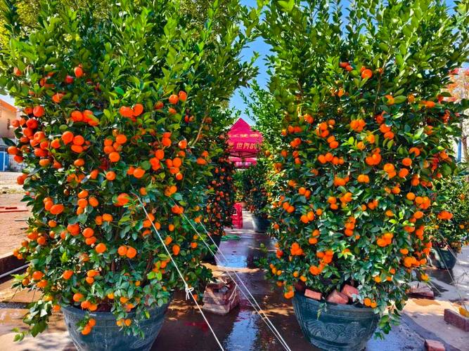 九江适合养什么花，市花和市树是什么，九江适合种的花？-第5张图片-优品飞百科