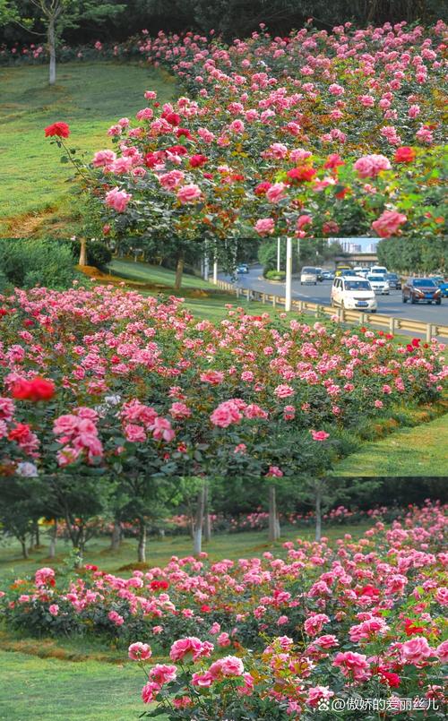 九江适合养什么花，市花和市树是什么，九江适合种的花？-第6张图片-优品飞百科
