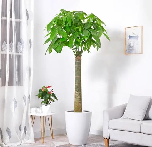 卧室放什么植物最旺财又健康，卧室放什么植物最旺财又健康放哪个地方？-第1张图片-优品飞百科