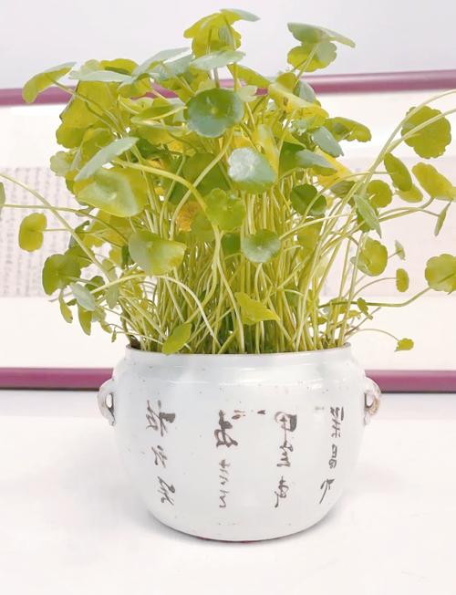 卧室放什么植物最旺财又健康，卧室放什么植物最旺财又健康放哪个地方？-第2张图片-优品飞百科