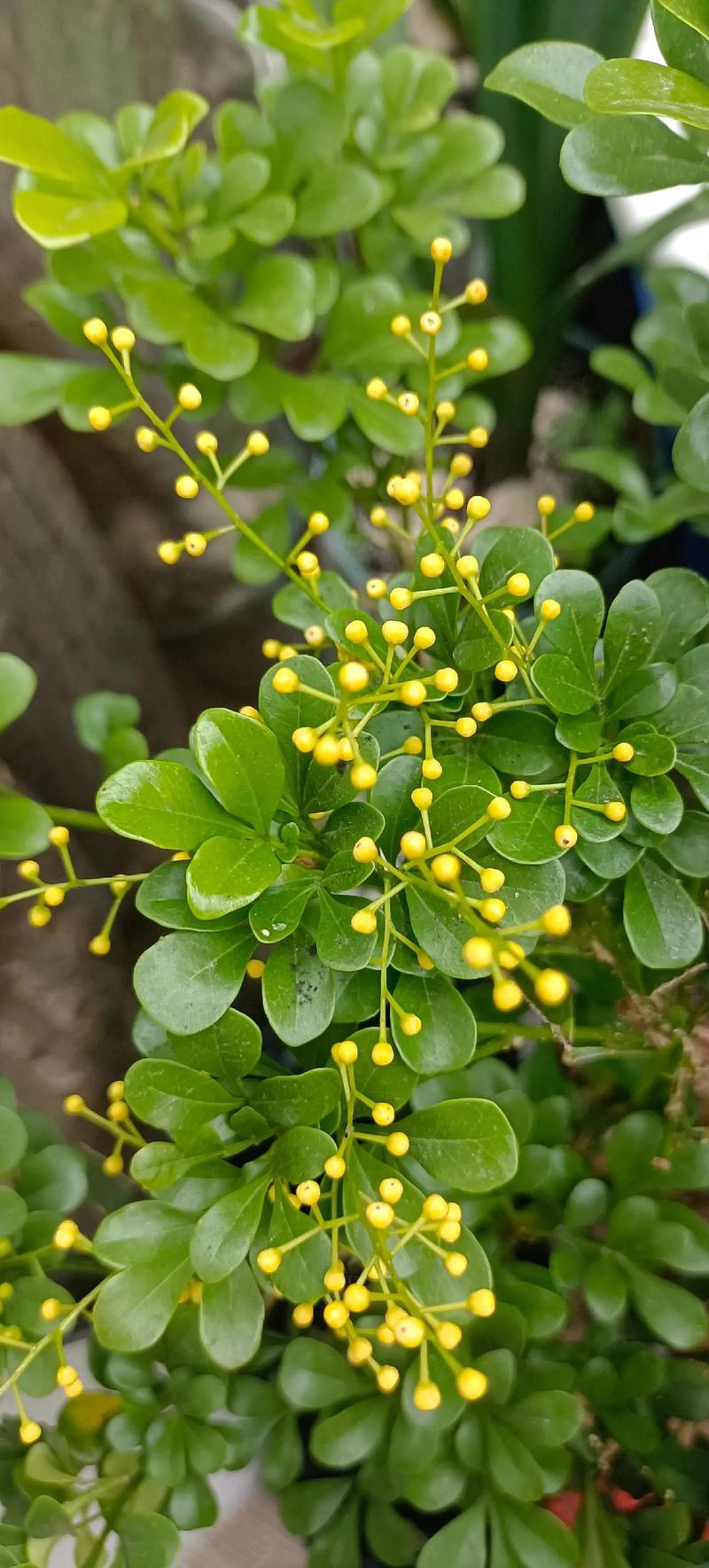 米兰的寓意?米兰植物的寓意?-第1张图片-优品飞百科 米兰的寓意?米兰植物的寓意?-第1张图片-优品飞百科