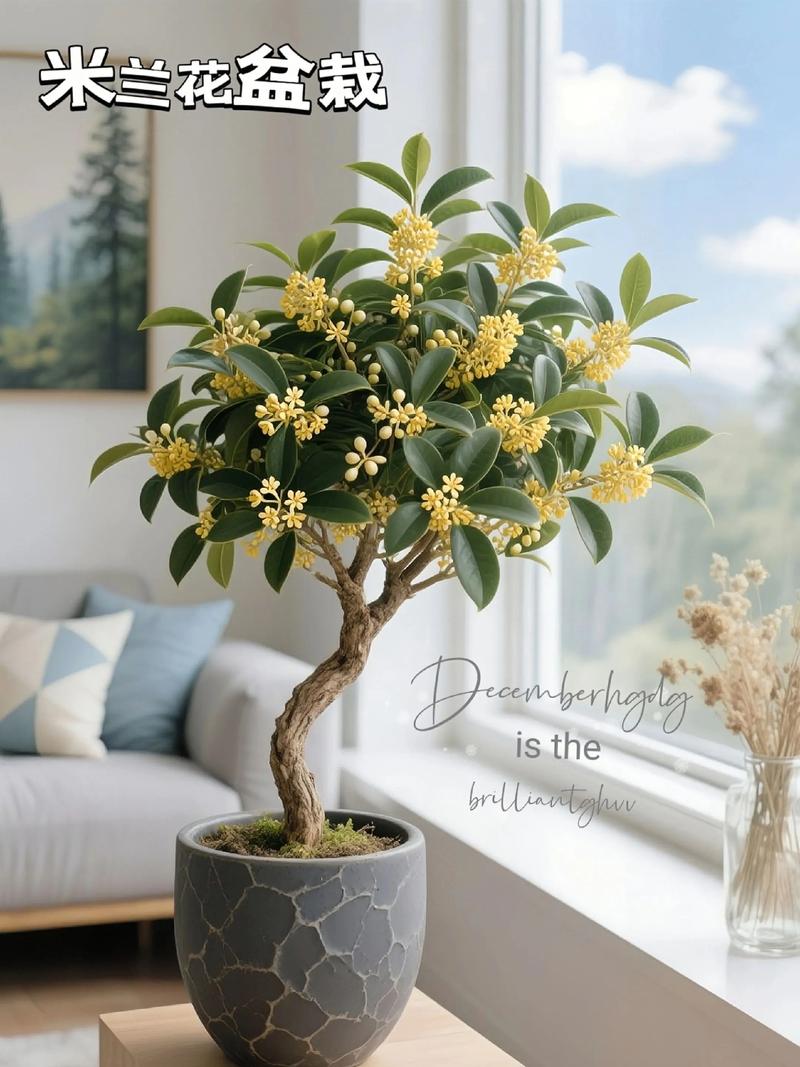 米兰的寓意?米兰植物的寓意?-第2张图片-优品飞百科 米兰的寓意?米兰植物的寓意?-第2张图片-优品飞百科