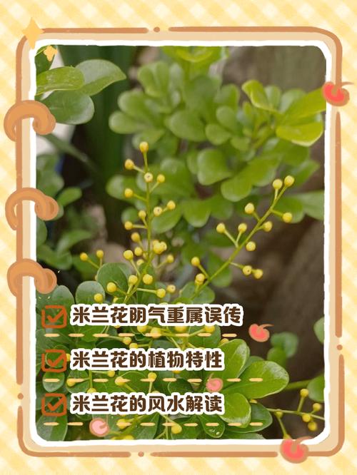 米兰的寓意?米兰植物的寓意?-第3张图片-优品飞百科 米兰的寓意?米兰植物的寓意?-第3张图片-优品飞百科