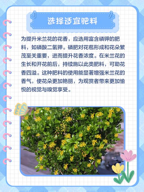 米兰的寓意?米兰植物的寓意?-第6张图片-优品飞百科 米兰的寓意?米兰植物的寓意?-第6张图片-优品飞百科