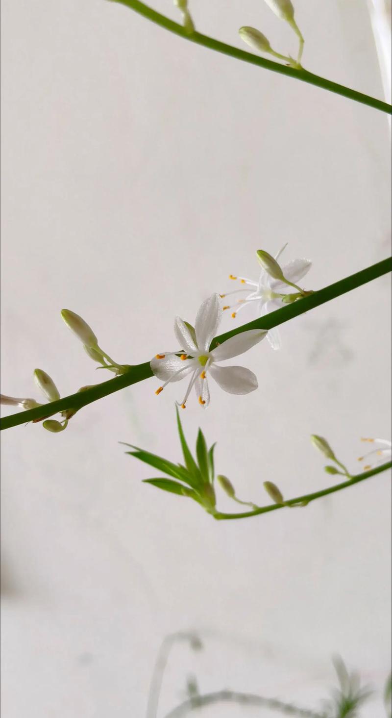 吊兰开花有什么兆头，开花的吊兰？-第1张图片-优品飞百科