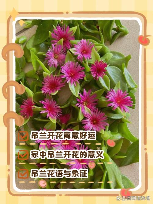 吊兰开花有什么兆头，开花的吊兰？-第2张图片-优品飞百科