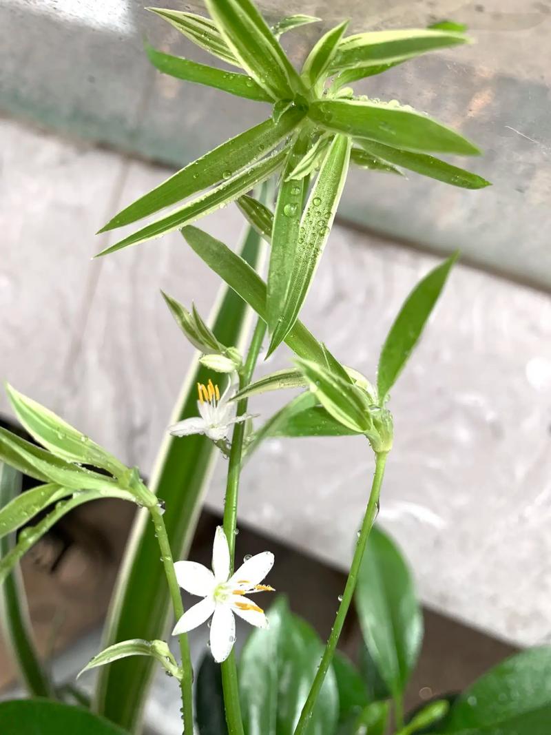 吊兰开花有什么兆头，开花的吊兰？-第3张图片-优品飞百科