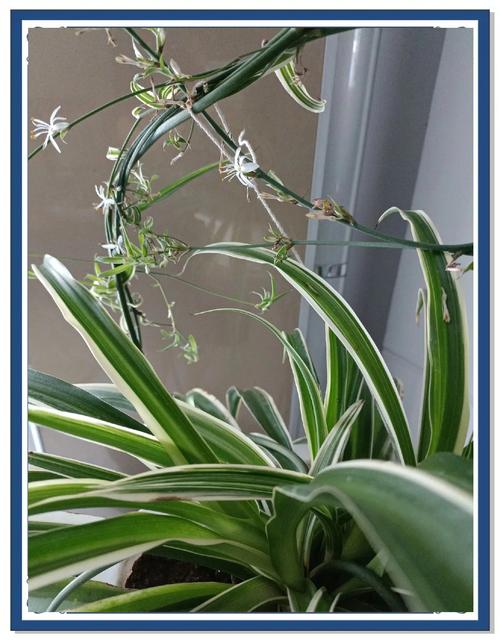 吊兰开花有什么兆头，开花的吊兰？-第4张图片-优品飞百科