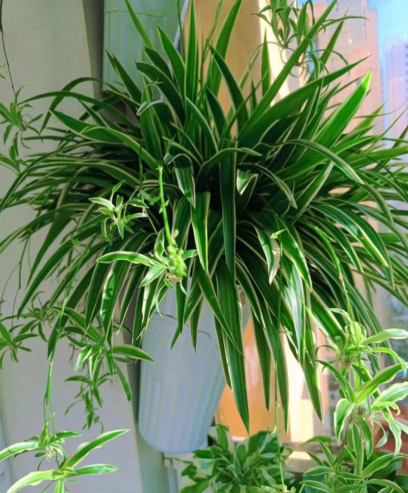 吊兰开花有什么兆头，开花的吊兰？-第5张图片-优品飞百科