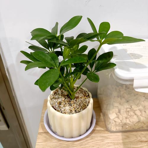 鸭脚木适合室内养吗?鸭脚木不进宅的原因?-第1张图片-优品飞百科 鸭脚木适合室内养吗?鸭脚木不进宅的原因?-第1张图片-优品飞百科