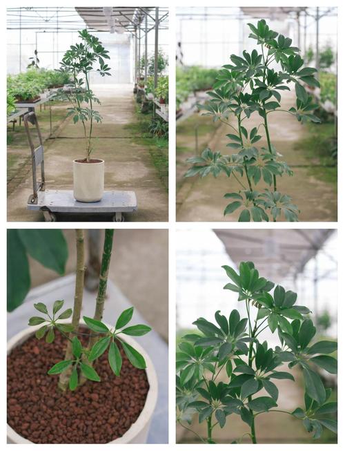 鸭脚木适合室内养吗?鸭脚木不进宅的原因?-第2张图片-优品飞百科 鸭脚木适合室内养吗?鸭脚木不进宅的原因?-第2张图片-优品飞百科