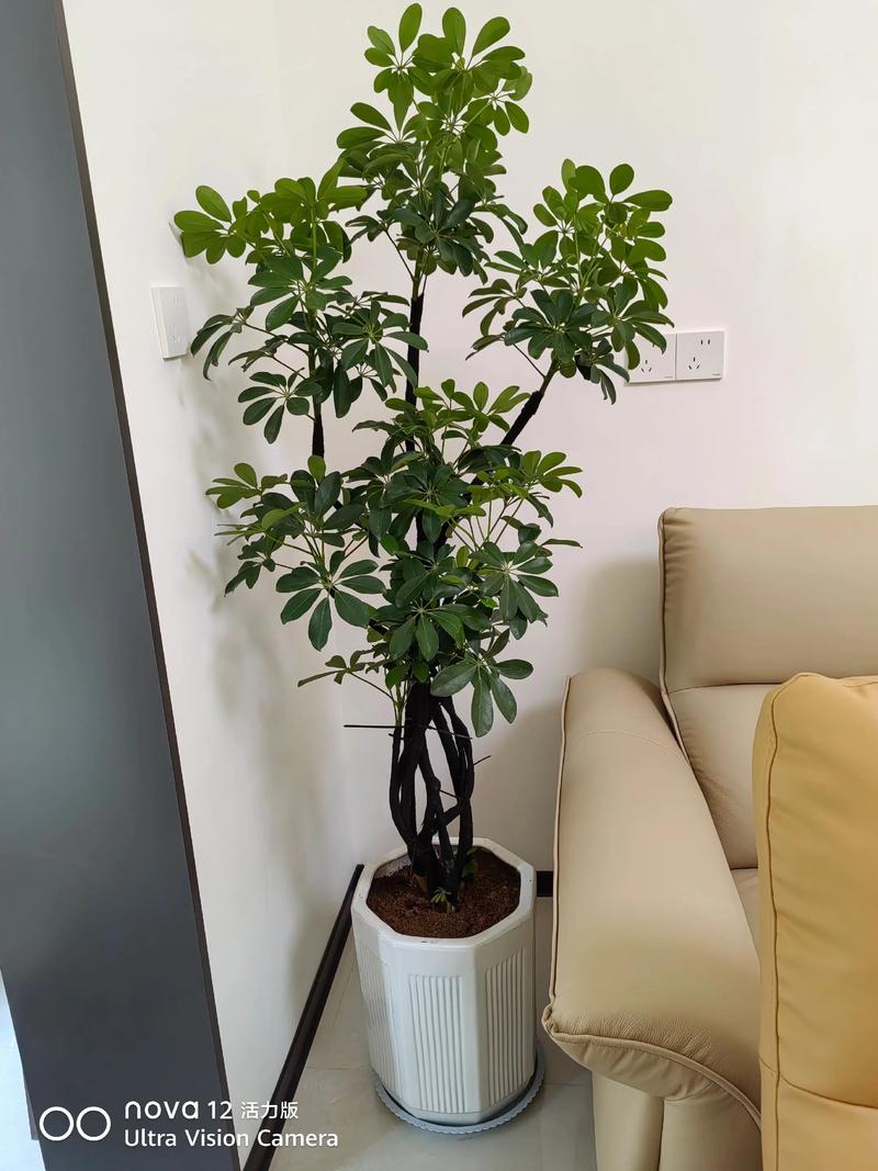 鸭脚木适合室内养吗?鸭脚木不进宅的原因?-第3张图片-优品飞百科 鸭脚木适合室内养吗?鸭脚木不进宅的原因?-第3张图片-优品飞百科