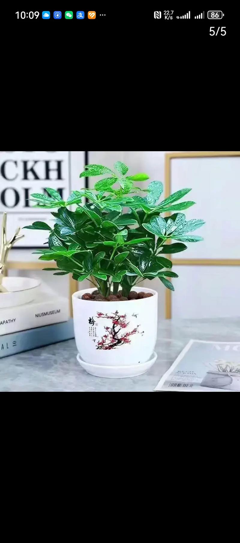 鸭脚木适合室内养吗?鸭脚木不进宅的原因?-第4张图片-优品飞百科 鸭脚木适合室内养吗?鸭脚木不进宅的原因?-第4张图片-优品飞百科