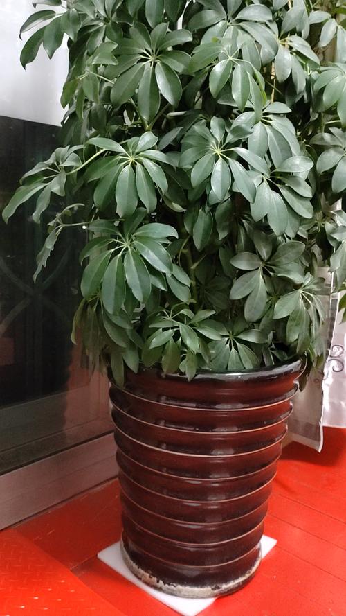 鸭脚木适合室内养吗?鸭脚木不进宅的原因?-第5张图片-优品飞百科 鸭脚木适合室内养吗?鸭脚木不进宅的原因?-第5张图片-优品飞百科