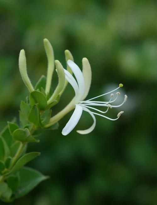 金银花与金莲花的区别？金银花与金莲花的区别图片？